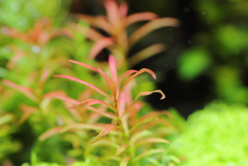 植栽から296日目　アラグアイア　レッドクロスプランツ